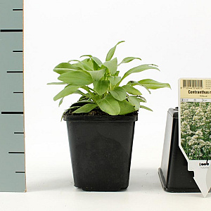 Centranthus ruber 'Albus' GM P9