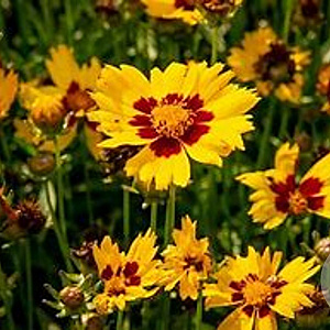 Coreopsis gr. Sunkiss GM P9