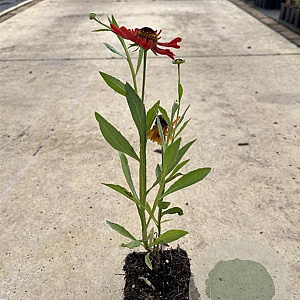Helenium 'Moerheim Beauty' GM P9