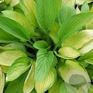 Hosta 'Gold Standard' GM P9
