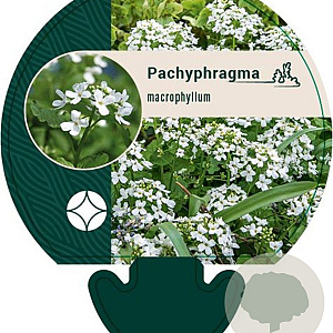 Pachyphragma macrophyllum GM P9
