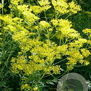 Patrinia scabiosifolia GM P9