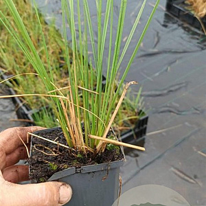 Stipa gigantea GM P9