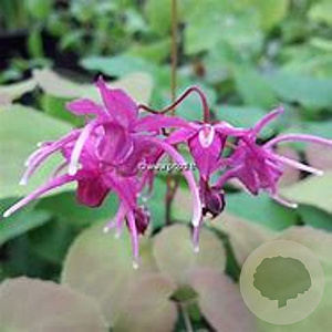 Epimedium grandiflorum 'Rose Queen' GM P9
