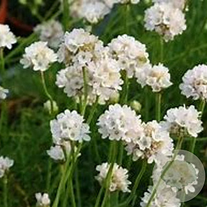 Armeria m. 'Abbey White' GM 2,0L