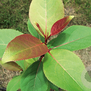 Populus purdomii 30-35 HO draadkluit