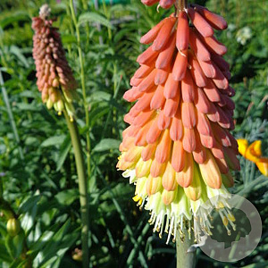 Kniphofia 'Moonstone' GM P9
