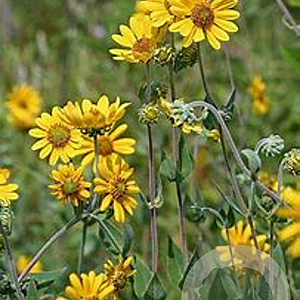 Helianthus mollis GM P9