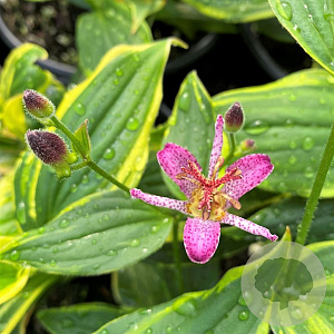 Tricyrtis form. 'Samurai' GM P9