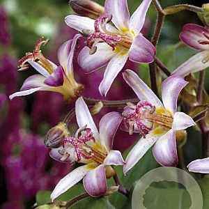 Tricyrtis 'Tojen' GM P9
