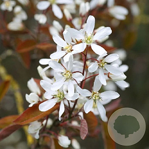 Amelanchier can. 'Glennform' 175-200 cm wortelgoed