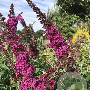 Buddleja 'SRPBUD374' 150-175 cm 40L struik