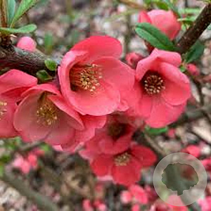 Chaenomeles californica 60-80 cm 5,0L