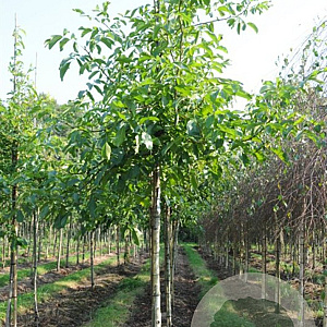 Juglans r. 'Nr 509' 8-10 HO draadkluit