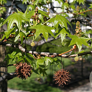 Liquidambar s. 'Cathedral' 6-8 HO draadkluit