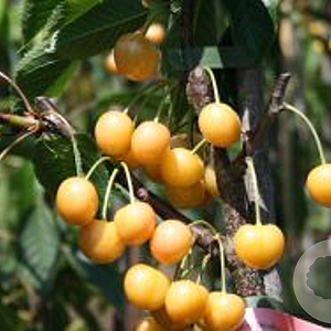Prunus a. 'D. Gelbe Knorpelkirsche' 6-8 HO 15L