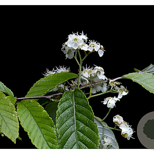 Sorbus folgneri 'Emiel' 200-250 cm 10L