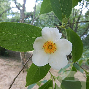 Stewartia sinensis 100-125 cm 15L meerstammig