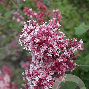Syringa 'Bailbelle' 175-200 cm draadkluit struik op Stam
