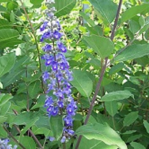 Vitex 'Daniel Searle' 125-150 cm met kluit struik