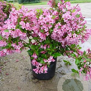 Weigela 'Rumba' 80-100 cm met kluit