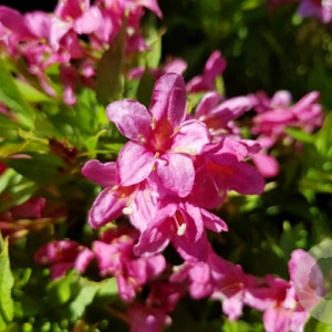 Weigela 'TVP2' 60-80 cm 15L