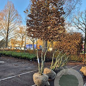 Carpinus betulus 180 cm stam draadkluit meerstammig schermvorm