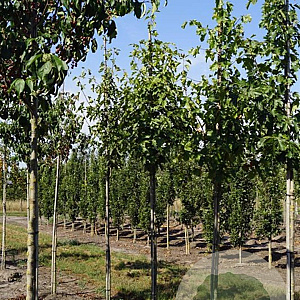Sorbus torminalis 8-10 HO draadkluit