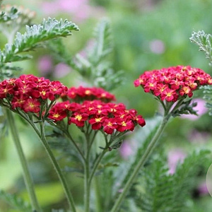 Achillea 'Pomegranate' GM P9