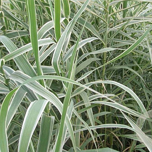 Arundo donax 'Ely' GM  P11