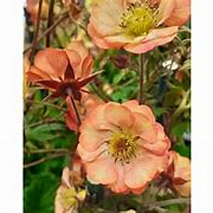 Geum 'Nonna' GM P9