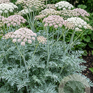 Seseli gummiferum GM P9