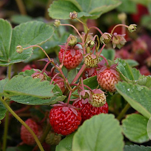 Fragaria a. Framberry GM P9