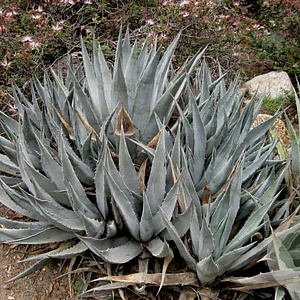 Agave deserti deserti GM c20