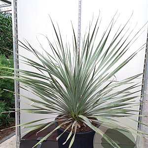 Dasylirion gentryi 80-100 cm 35L