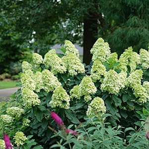 Hydrangea paniculata 'Limelight Prime' 80-100 cm 20L