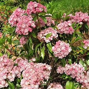 Kalmia latifolia 'Ginkona' 80-100 cm 20L