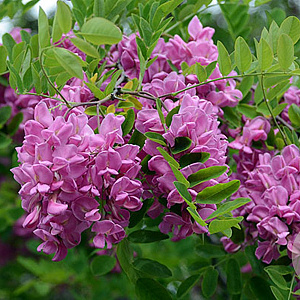 Robinia 'Purple Robe' 10-12 HO draadkluit