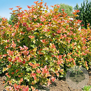 Physocarpus opulifolius 'Amber Jubilee' 100-125 cm 20L