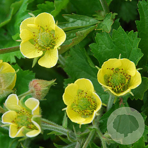 Geum 'Lemon Drops' GM P9