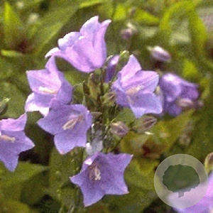 Campanula pers. 'Coerulea' GM P9