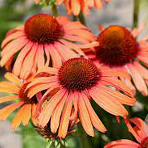 Echinacea 'Sensation Orange' GM P9