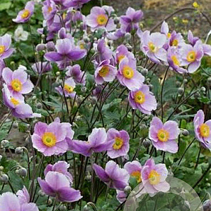 Anemone Regal Swan GM P9