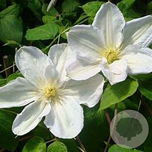 Clematis 'Madame Le Coultre'# 175-200 cm 20L 3 stok