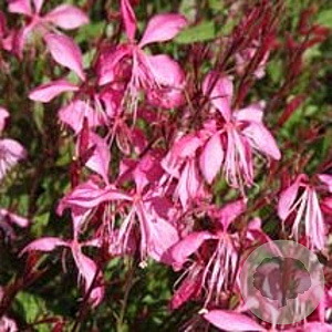 Gaura l. 'Tutti Frutti' GM P9