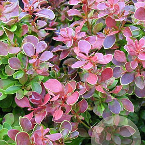 Berberis thunbergii 'Admiration' 50-60 cm 20L breed
