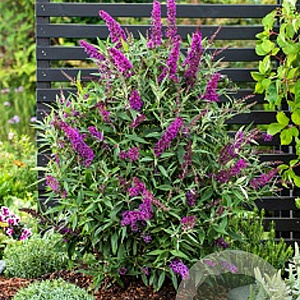 Buddleja davidii 'Butterfly Towers' 100-125 cm 20L
