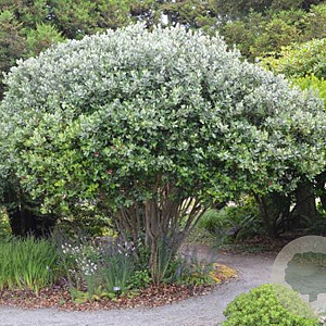 Feijoa sellowiana 125-150 cm 20L