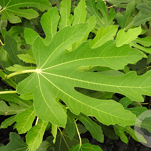 Ficus carica 'Caromb' 175-200 cm cont. 80L