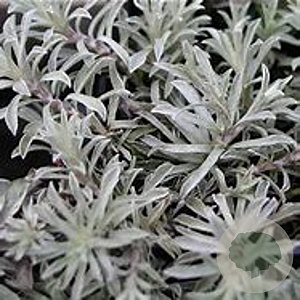 Antennaria dioica borealis GM P9 BIO